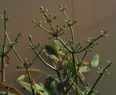 Damasonium alisma