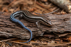 Southeastern Five-Lined Skink photo 1