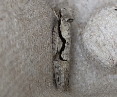Semioscopis packardella