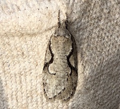 Semioscopis packardella