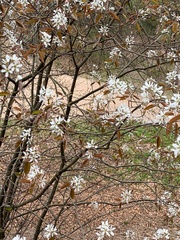 Amelanchier × lamarckii