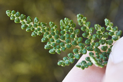 Myriopteris intertexta