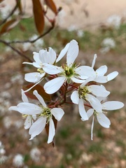 Amelanchier × lamarckii