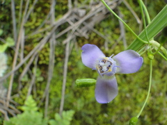 Ennealophus euryandrus euryandrus