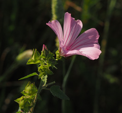 Malva trimestris