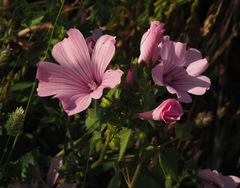 Malva trimestris