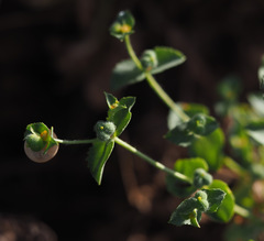 Euphorbia arguta