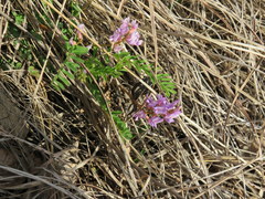 Astragalus distortus