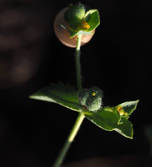 Euphorbia arguta
