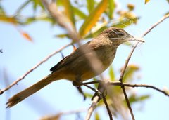 Acrocephalus newtoni