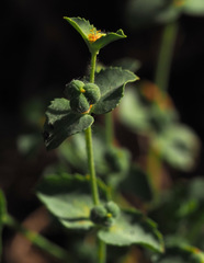Euphorbia arguta