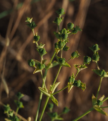 Euphorbia arguta