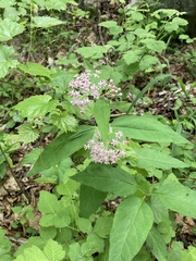 Asclepias quadrifolia