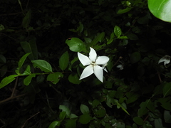 Rosenbergiodendron densiflorum