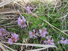 Astragalus distortus