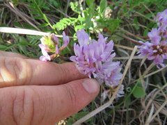 Astragalus distortus