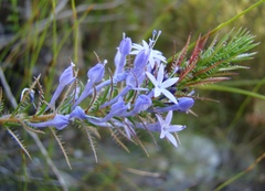 Merciera eckloniana