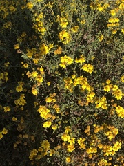 Tagetes lemmonii
