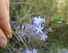 Merciera eckloniana