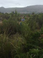 Leucadendron floridum