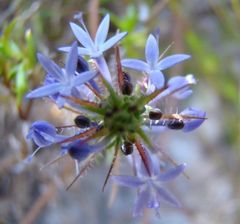 Merciera eckloniana