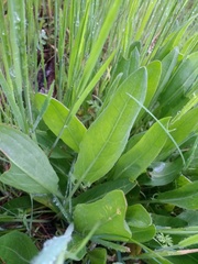 Rumex papillaris