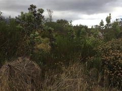 Leucadendron floridum
