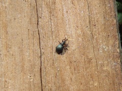 Ischnopterapion virens