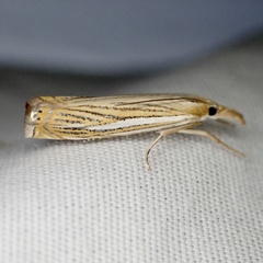 Crambus multilinellus