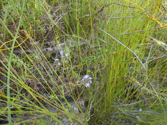 Merciera eckloniana