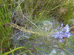Merciera eckloniana