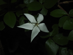 Rosenbergiodendron densiflorum