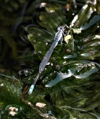 Paracercion calamorum