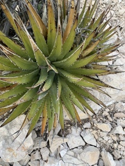 Agave utahensis kaibabensis