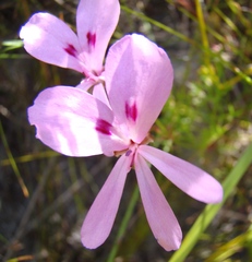 Pelargonium divisifolium