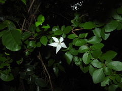 Rosenbergiodendron densiflorum