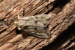 Lithophane disposita