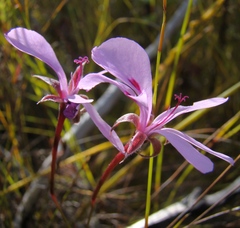 Pelargonium divisifolium