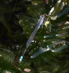 Paracercion calamorum