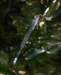 Paracercion calamorum