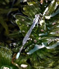 Paracercion calamorum