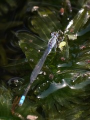 Paracercion calamorum