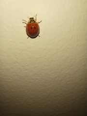 Harmonia axyridis