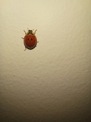 Harmonia axyridis