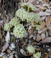 Agathosma barnesiae