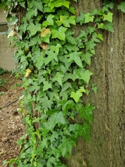 Hedera helix