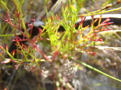 Pelargonium divisifolium