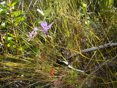 Pelargonium divisifolium