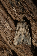 Lithophane disposita