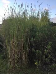 Echinochloa pyramidalis